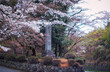 滋賀県多賀町の胡宮神社の社号標と桜