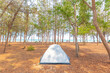 Camping tent on the sea beach under pine tree.