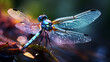 Beautiful bright Dragonfly