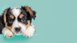 Close-up of an adorable puppy with big pleading eyes, laying on a teal-colored floor, looking directly at the camera
