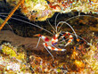 Banded Boxer Shrimp in front of a reef near Bonaire