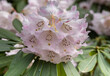 Rhododendron blossom on a rhododendron bush