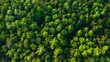 top view of pine trees in forest, green moss background