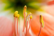 © winexa - Explore the intricate details of botanical wonders with a macro view of orange amaryllis flower's stamens and pistil in full summer bloom