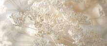 The Intricate Lace Of A Queen Annes Lace Flower