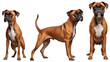 Boxer dog puppy, many angles and view portrait side back head shot isolated on transparent background