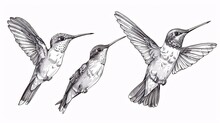 A Collection Of Antique Engravings Featuring Sketches Of Hummingbirds Against A Tropical Background, Created With Ink And Presented In Black And White.