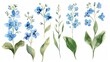 Watercolor forget-me-not clipart with small blue flowers and green leaves.