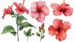 Watercolor hibiscus clipart with tropical blooms in shades of red and pink.