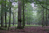 Fototapeta Na ścianę - Deciduous stand with hornbeams and oaks