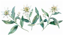 Watercolor Edelweiss Clipart With Small White Flowers And Green Leaves.