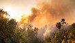 panorama of a forest fire burning trees and bushes conflagration wildfire flames and clouds of smoke in the jungle an environmental disaster