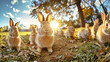 Several rabbits are seen sitting on the grassy ground
