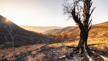 Devastated Scorched Earth In The Valley Burnt Trees Burnt Vegetation And Grass Dead Landscape With The Remains Of Large Tree Intense Atmosphere Burned Charred Fire