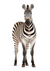 Wall Mural - Zebra on isolated background