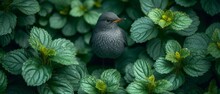A Small Gray Bird Sitting On Top Of A Lush Green Leaf Covered Forest Filled With Lots Of Leafy Green Leaves.