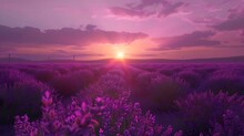 A Field Of Lavender Stretching Towards The Horizon Under A Purple Sunset