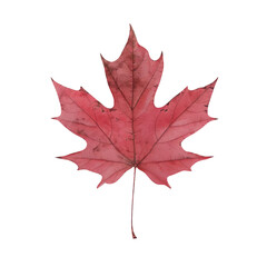 Wall Mural - Red maple leaf on Transparent Background
