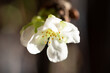 cherry blossom close-up, macro photography, white flowers