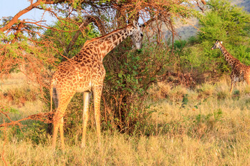 Wall Mural - Giraffe in savanna in Serengeti national park in Tanzania. Wild nature of Tanzania, East Africa