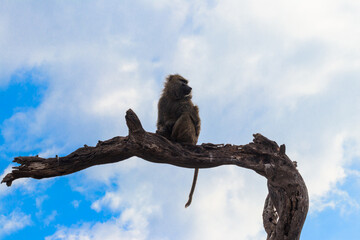 Poster - Olive baboon (Papio anubis), also called the Anubis baboon, sitting on a dried tree in Serengeti National Park in Tanzania