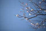 Fototapeta Kosmos - 少し離れたところから見た梅の花