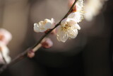Fototapeta Kosmos - 梅の花のアップ