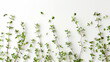 Thyme sprigs in white bowl on pure background. Vivid details of leaves and stems for flavor enhancement in ravioli fillings. Design for culinary versatility.
