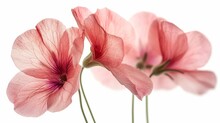 A Close Up Of Three Pink Flowers On A White Background With A Reflection Of The Flowers On The Back Of The Picture.