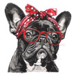French Bulldog dog with a red glasses and red headband