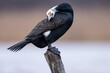 cormorant water bird black