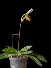 Wall Mural - Vertical view of potted lady slipper orchid species paphiopedilum callosum with bright purple green and white flower isolated on black background