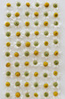 Chamomile daisy flower buds on white background. Flat lay, top view flower background