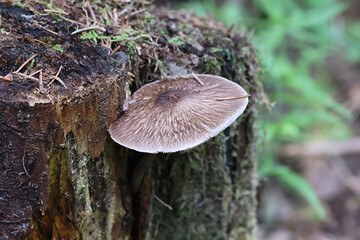 Wall Mural - Pluteus umbrosus, known as velvet shield, wild mushroom from Finland