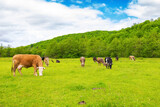 Fototapeta Góry - cow grazing on the meadow. cattle near the forest. grassy carpathian countryside in spring. clouds on the sky