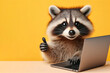 Raccoon with laptop showing thumbs up on color background