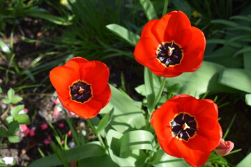 Wall Mural - three red tulips