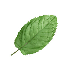 Wall Mural - A close-up of a leaf on a Transparent Background