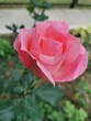 Pink rose flower on a natural background. Pink rose is a flower in a natural environment