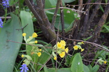 Wall Mural - yellow wild primroses