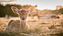 Deer In The Grass A Calf Lying On The Straw Farm With The Gentle Rays Of The Sun Streaming In