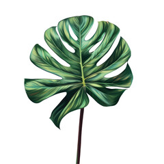 Wall Mural - A green leaf on a Transparent Background