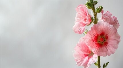 Wall Mural - The illustration of close-up of pink Hollyhock with some space for text.