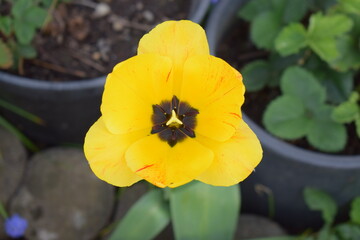 Wall Mural - wide open yellow tulip