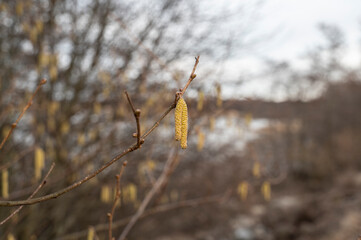 Wall Mural - Birch burrows in spring