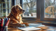 golden retriever is seated at a table in a library
