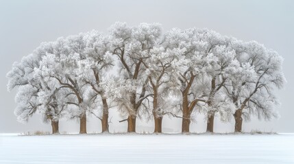 Sticker -   A group of trees in snow with a dusting of snow on the ground