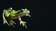Jumping frog on a black background