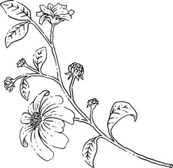 Wild flower branch hand drawn illustration.