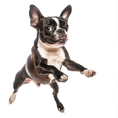 Canvas Print - Boston terrier dog, jumping, playing